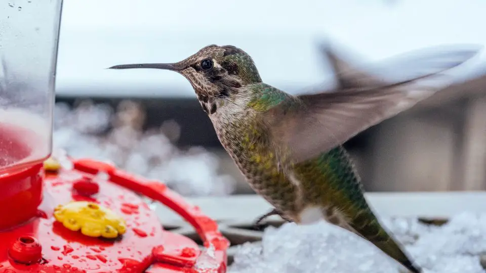 hummingbirds winter