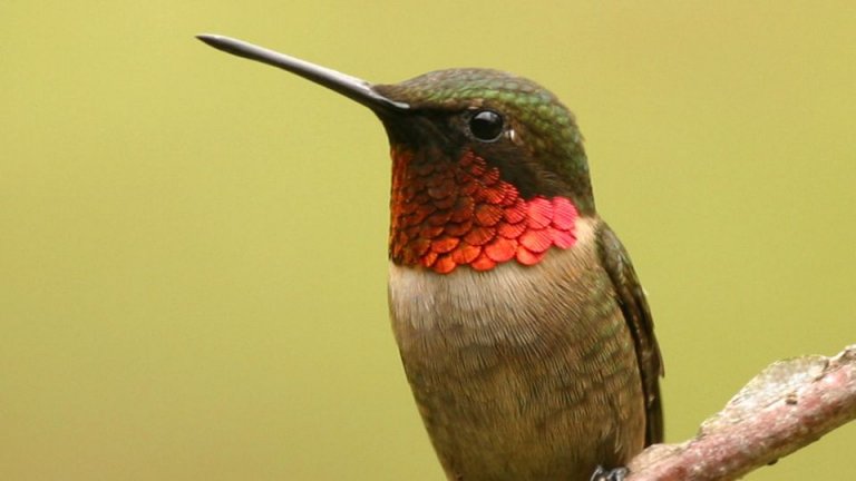 Common Hummingbirds In NC That You Can Find And See