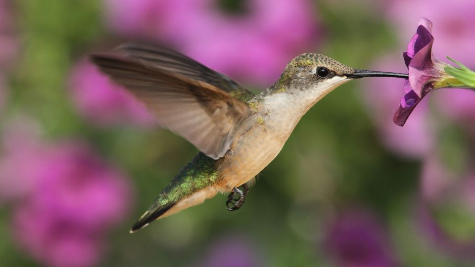 hummingbirds in indiana