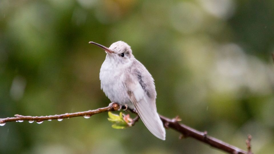 white hummingbird