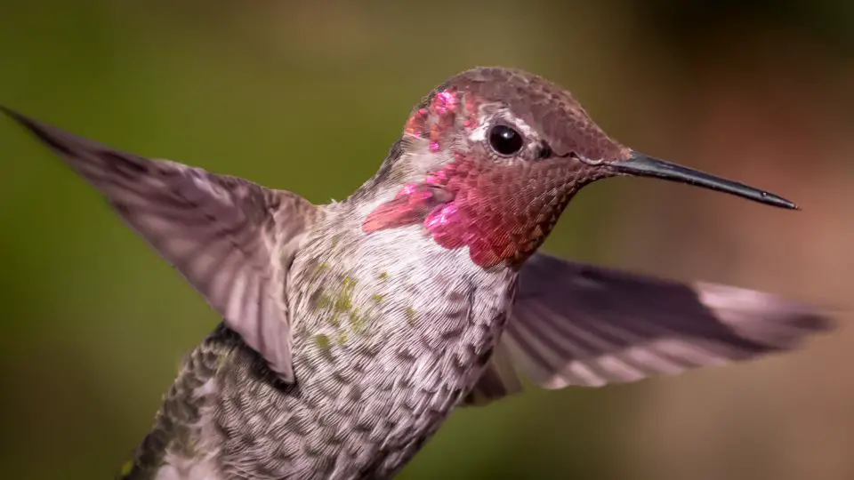 beautiful hummingbird flying