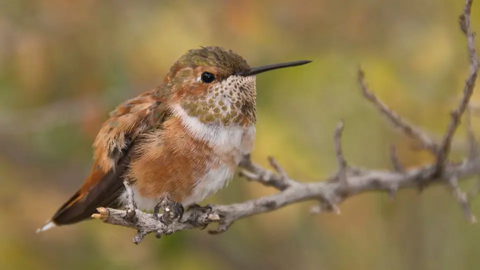 rufous hummingbird female