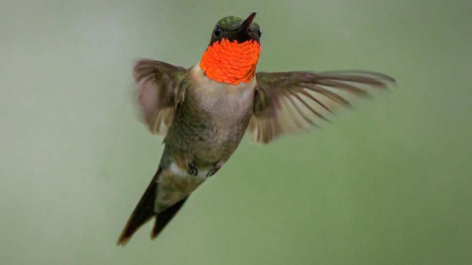 texas hummingbird ruby-throated hummingbird