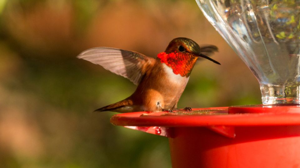 male rufous hummingbird with bright orange gorget