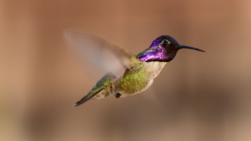 costa's hummingbird in desert