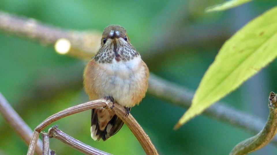 Typical rufous hummingbird female with spots on their throats