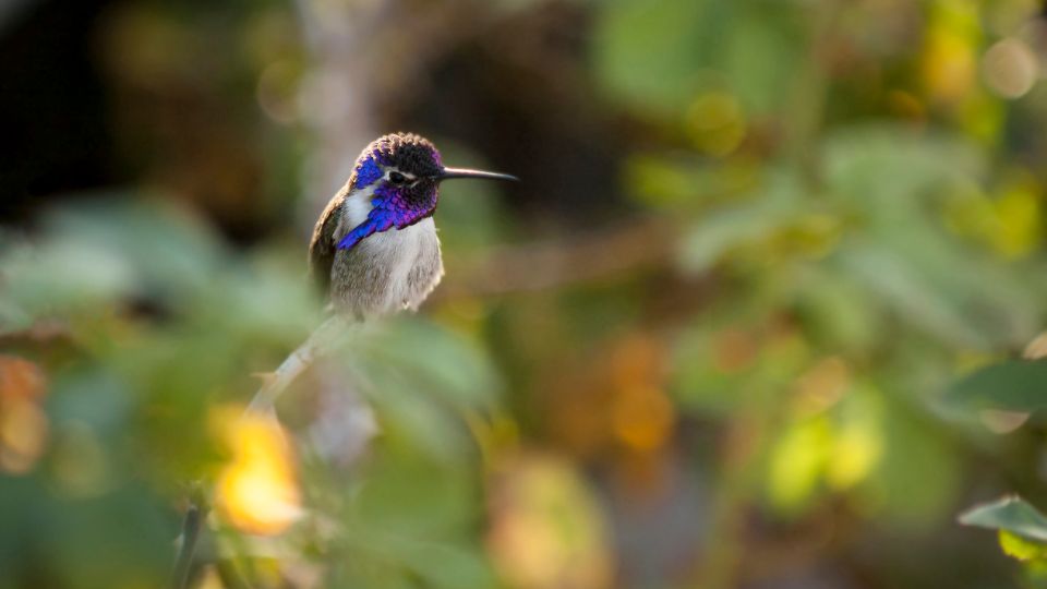 costa's hummingbird in a natural forest like environment