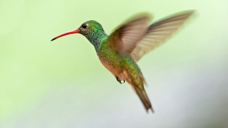 Buff Bellied hummingbird