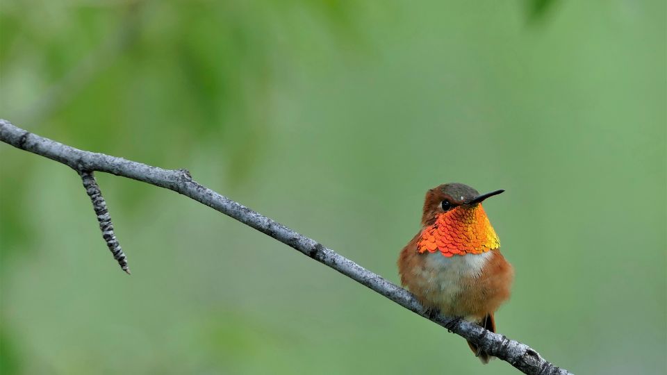 rufous hummingbird perched on a branch