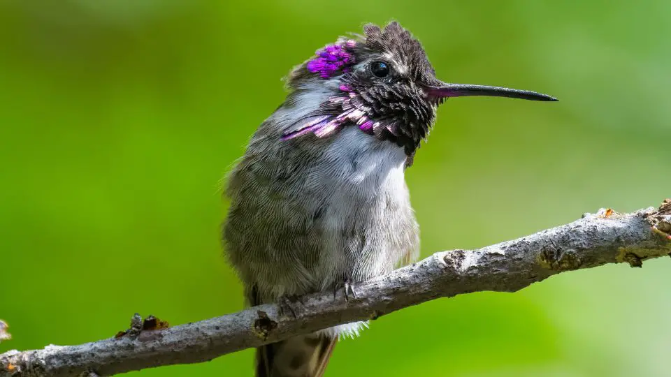 ruffled costa's hummingbird