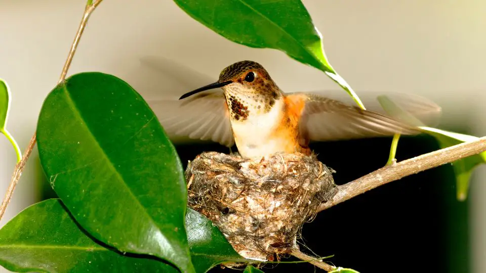 Juvenile male rufous hummingbird fledging