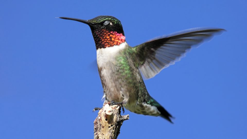 ruby-throated hummingbirds in new england