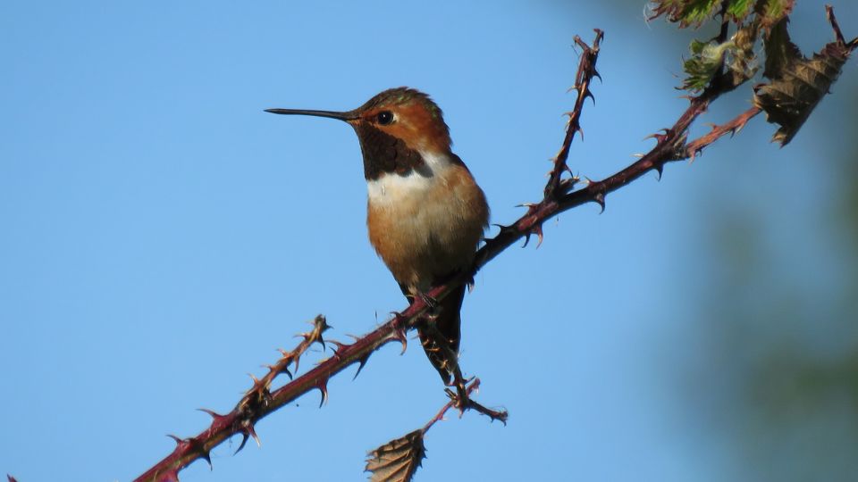 rufous hummingbird on a branch