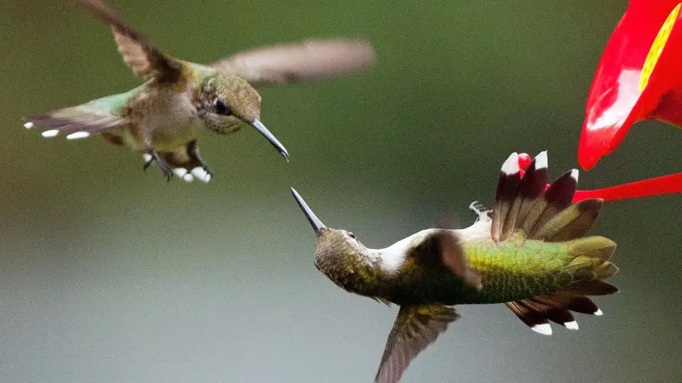 dive-bombing hummingbird