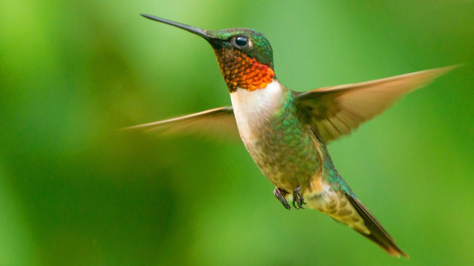 Types Of Hummingbirds In Wisconsin Identification & Facts