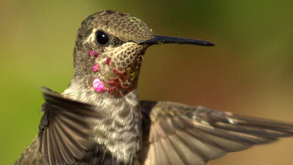 juvenile male hummingbird