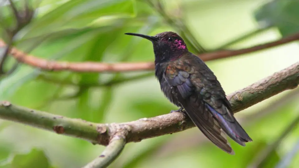 Jamaican Mango Hummingbird is also a dark color (more black than other hummingbirds from this island), combining green, magenta, gold, and blue feathers.