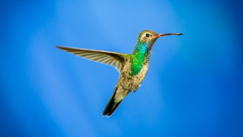 broad billed hummingbird