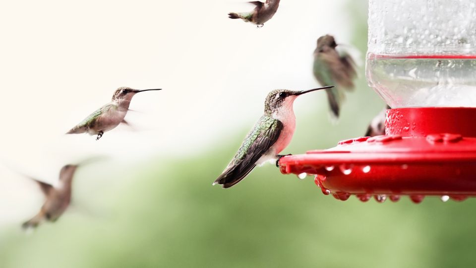 Hummingbirds flying around feeder