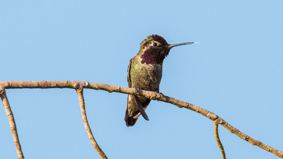 black-chinned hummingbird