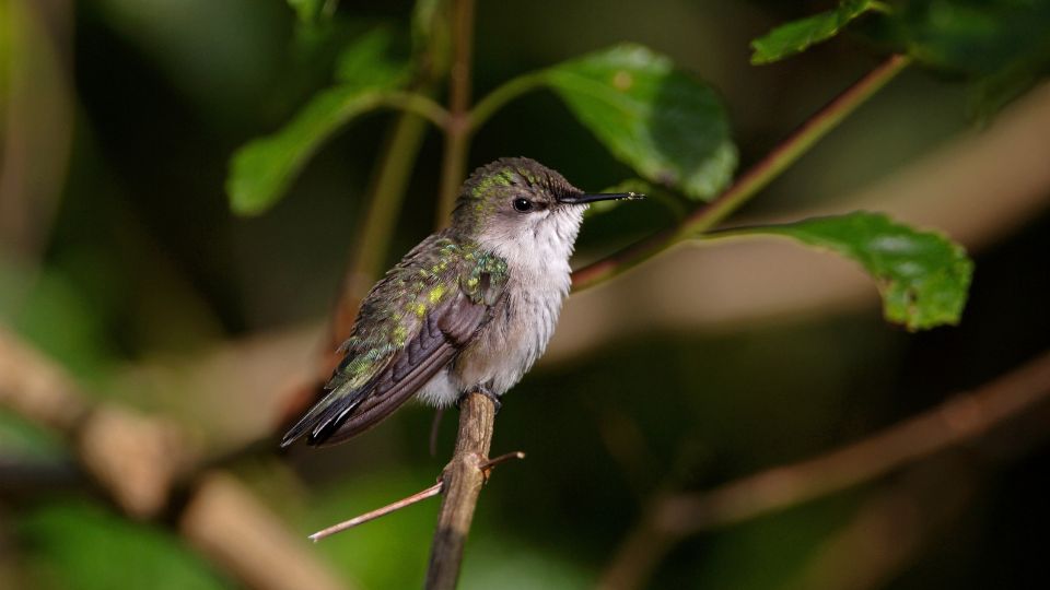 hummingbird males have metallic green & dark feathers and sport a forked dark tail