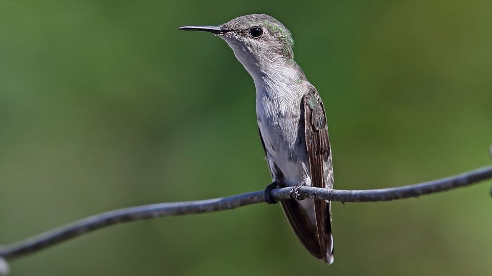 jamaican hummingbird