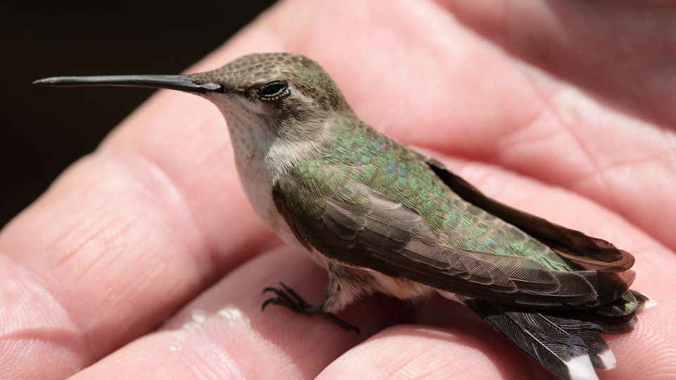 do hummingbird attack