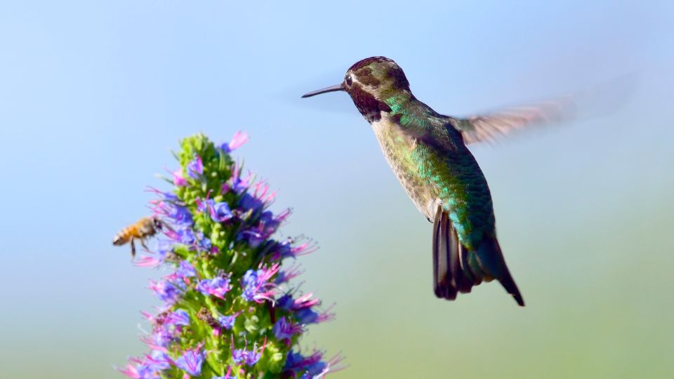 hummingbird habitat