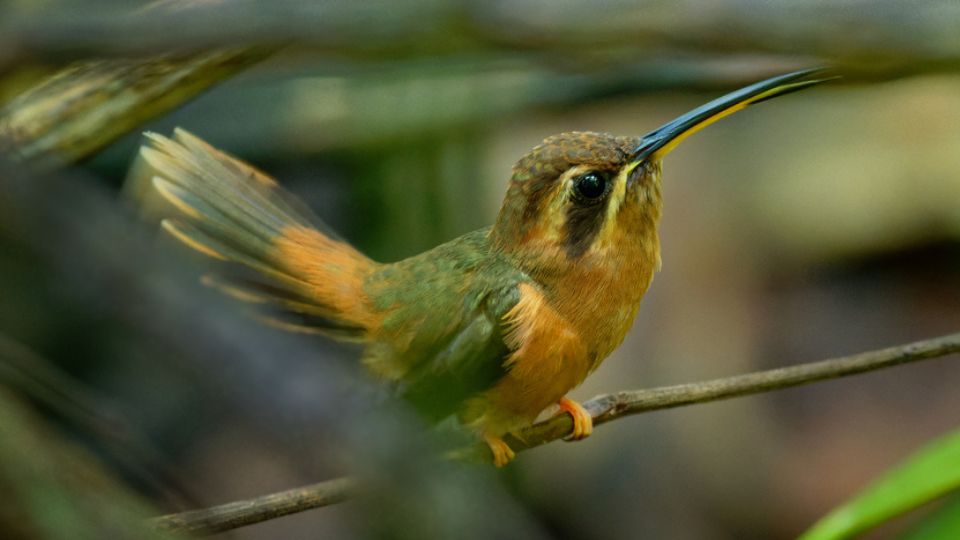 Hook-billed hermit hummingbird - Vulnerable 10% chance of extinction in 10 years 