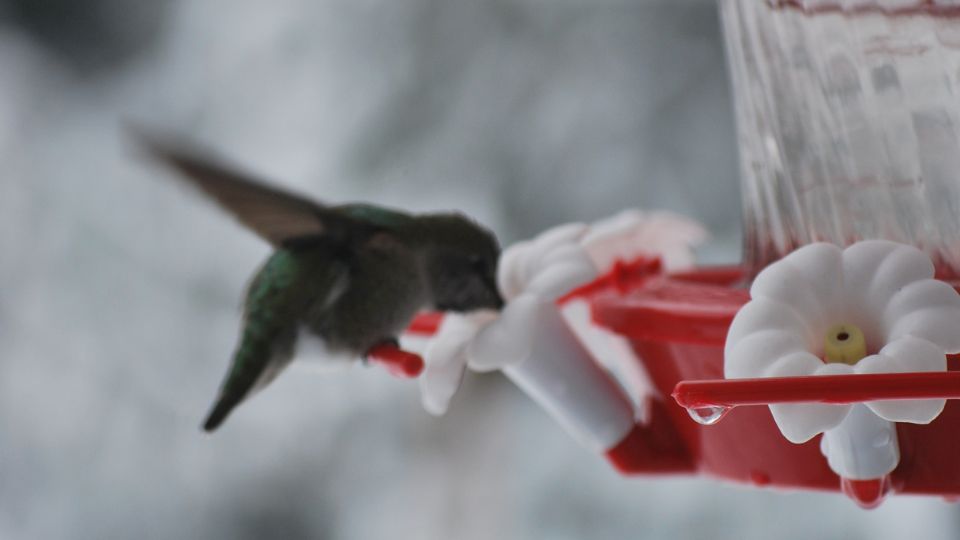 feeders for hummingbirds in the winter