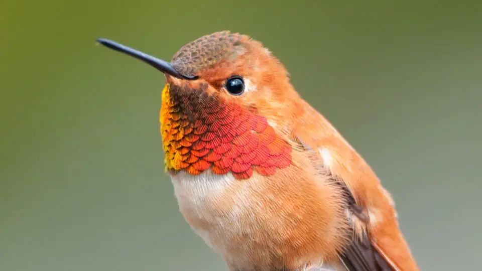 Common Hummingbirds In NC That You Can Find And See