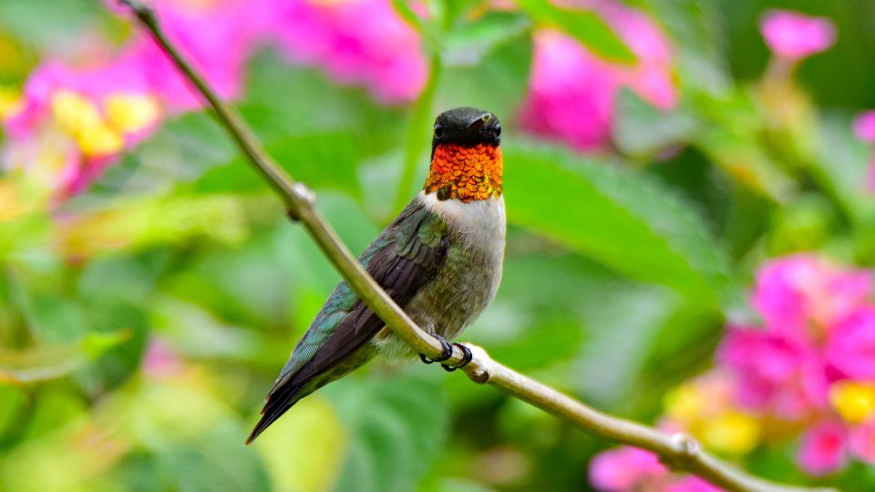 male ruby-throated hummingbird with bright green feathers on the back, a crown, a white-gray underside, and a red throat.