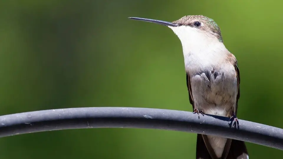 where do hummingbirds perch?