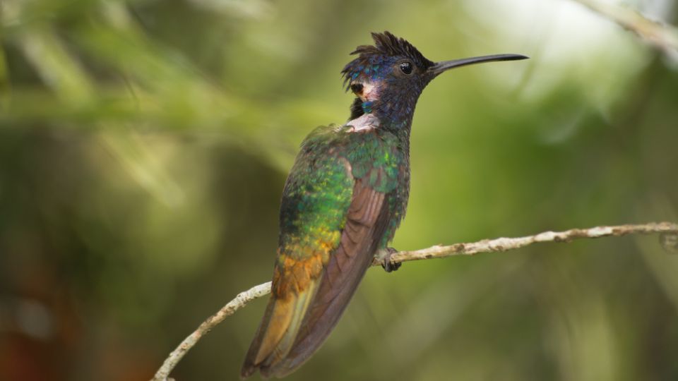 diseased hummingbird