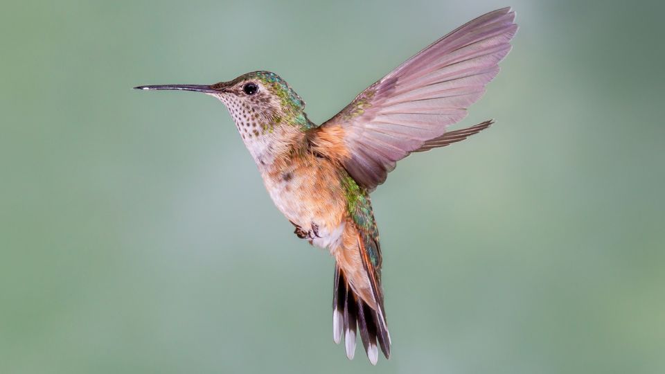 female broad tailed hummingbird