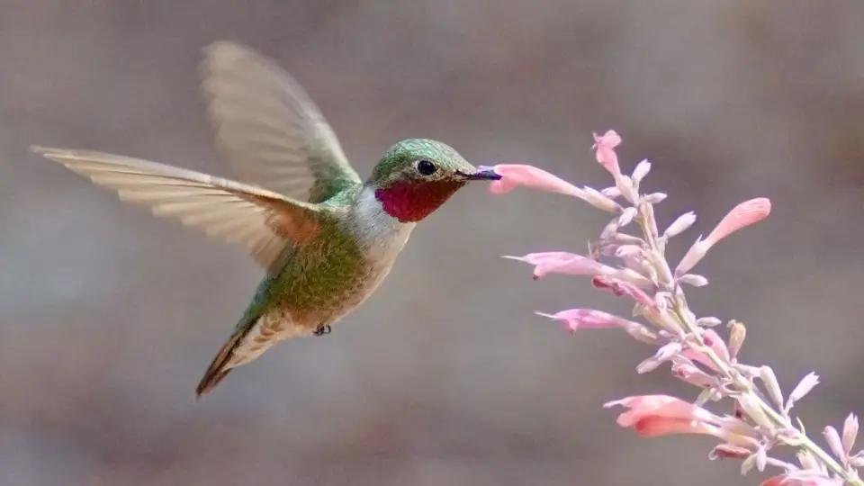 broad tailed hummingbird
