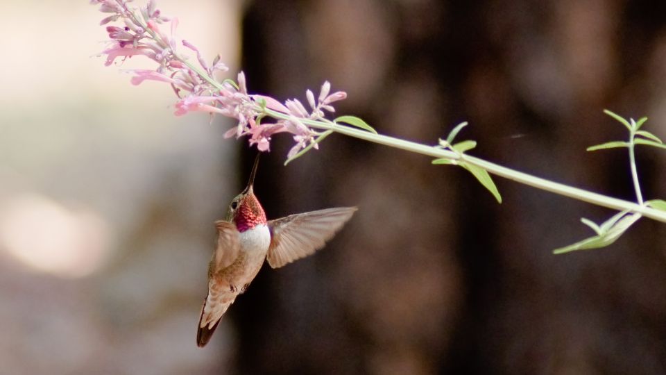 broad tailed hummingbird drinking nectar