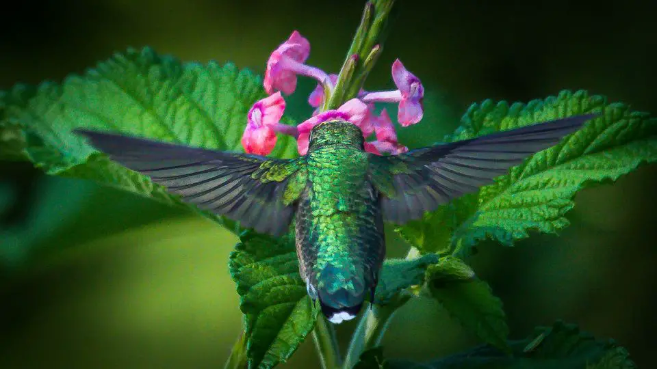 hummingbird habitat with beautiful pink flowers and backside of hummingbird showing its iridescent plumage