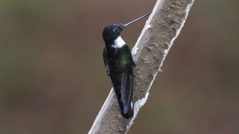 Black-inca hummingbird - Vulnerable - 10% chance of going extinct in 10 years