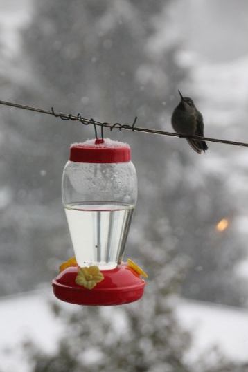 hummingbird handing in a winter snow fall