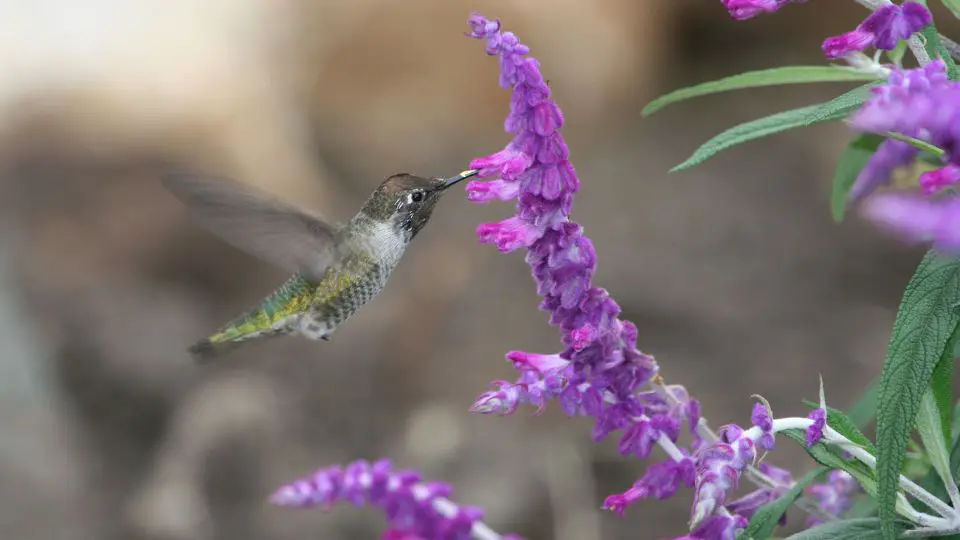 Female anna's hummingbird