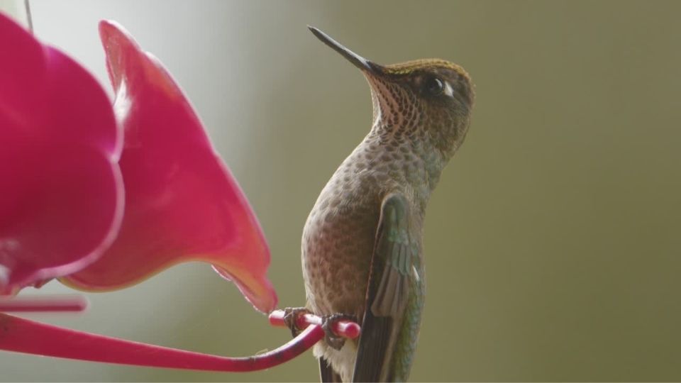 do hummingbirds perch on feeders