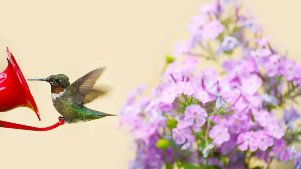 hummingbird feeding at a feeder