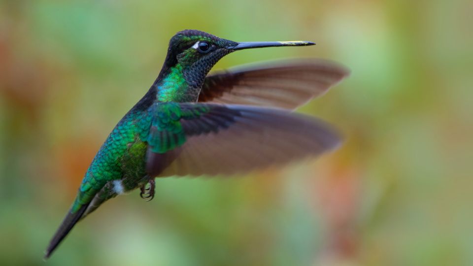 hummingbird picture showing the fluttering of its wings