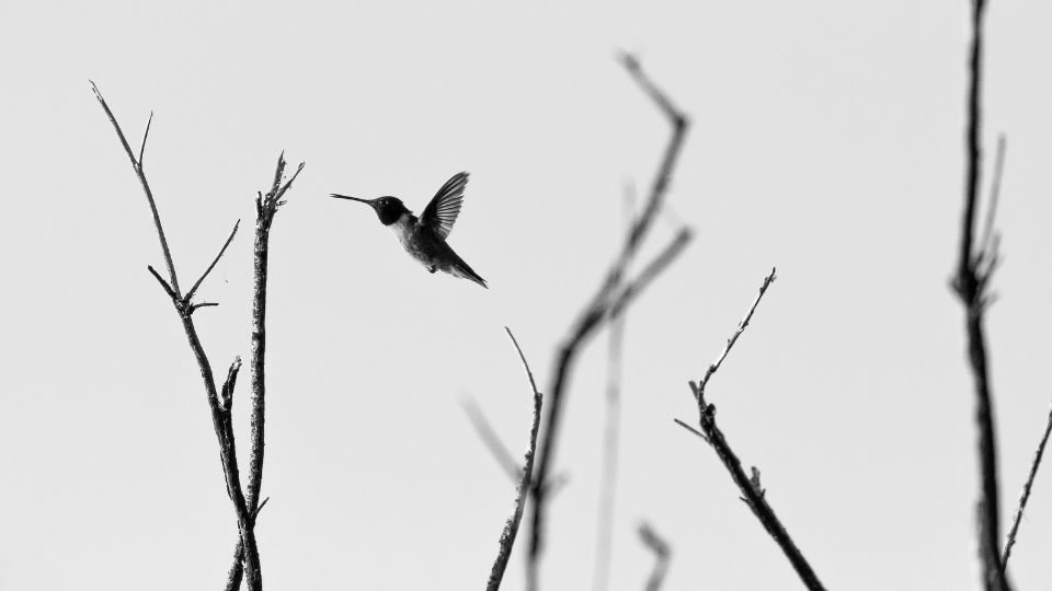 hummingbirds winter