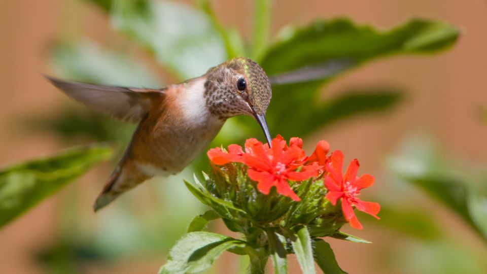 Female rufous hummingbird