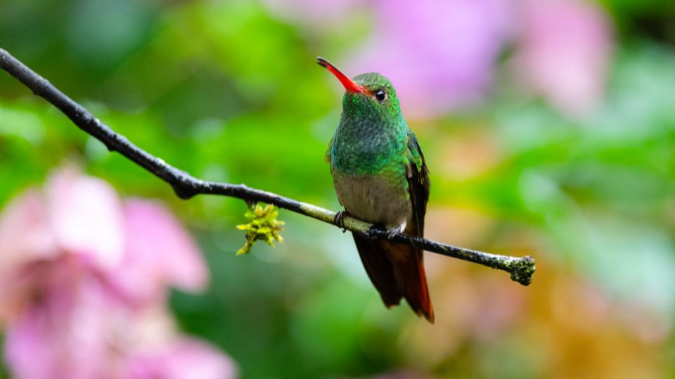 beautiful hummingbird perched in a tropical environment