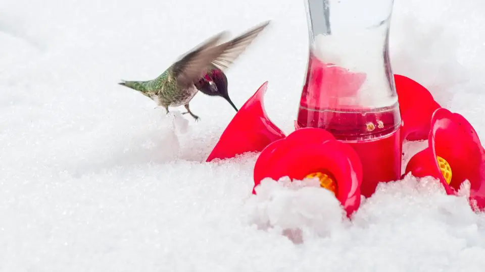 hummingbirds drinking