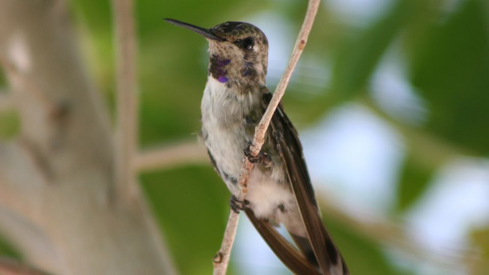 Juvenile male black-chinned hummingbird with undeveloped iridescent gorget