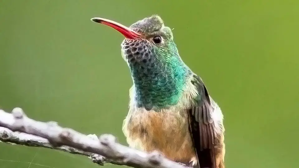 Common Hummingbirds In NC That You Can Find And See